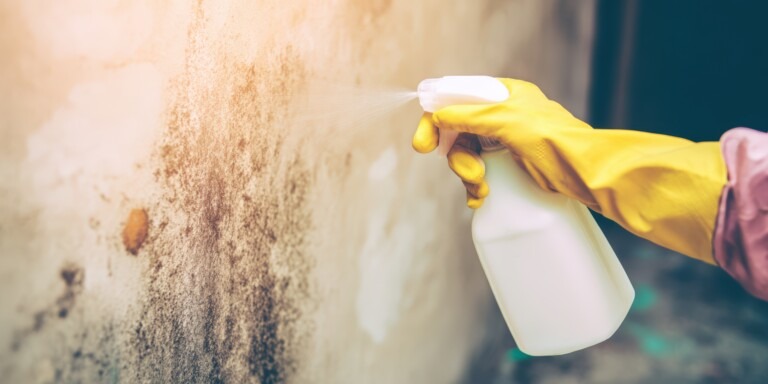 Pulvérisation de vinaigre blanc sur un mur moisi pour traiter l’humidité et éliminer les moisissures dans une maison